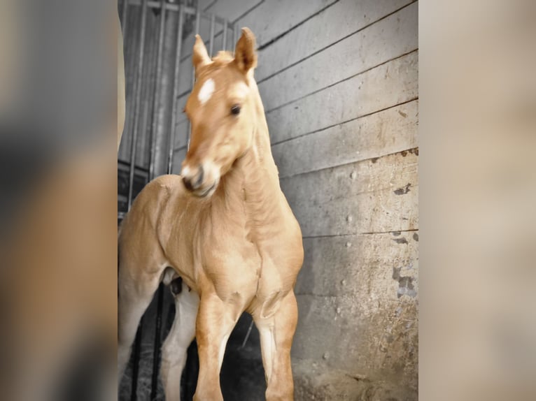 American Quarter Horse Hengst 1 Jaar 150 cm Red Dun in Villingen-Schwenningen