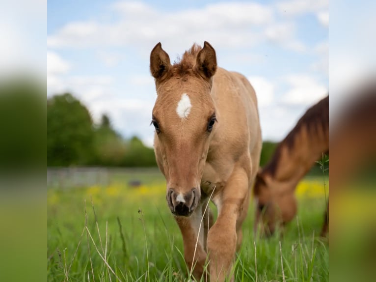 American Quarter Horse Hengst 1 Jaar 150 cm Red Dun in Villingen-Schwenningen