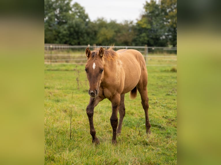 American Quarter Horse Hengst 1 Jaar 150 cm Red Dun in Villingen-Schwenningen