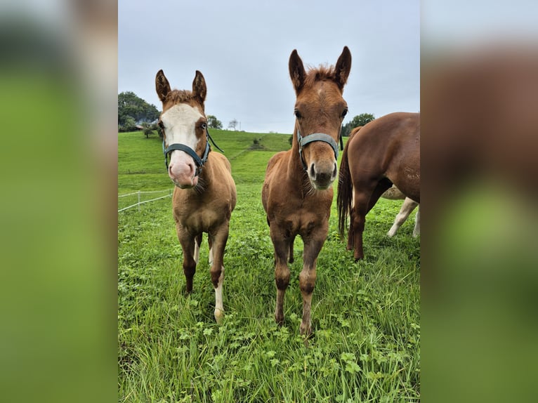 American Quarter Horse Hengst 1 Jaar 150 cm Red Dun in Steinen
