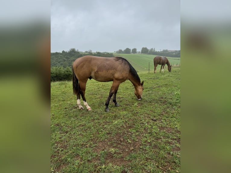 American Quarter Horse Hengst 1 Jaar 150 cm Red Dun in Daleiden