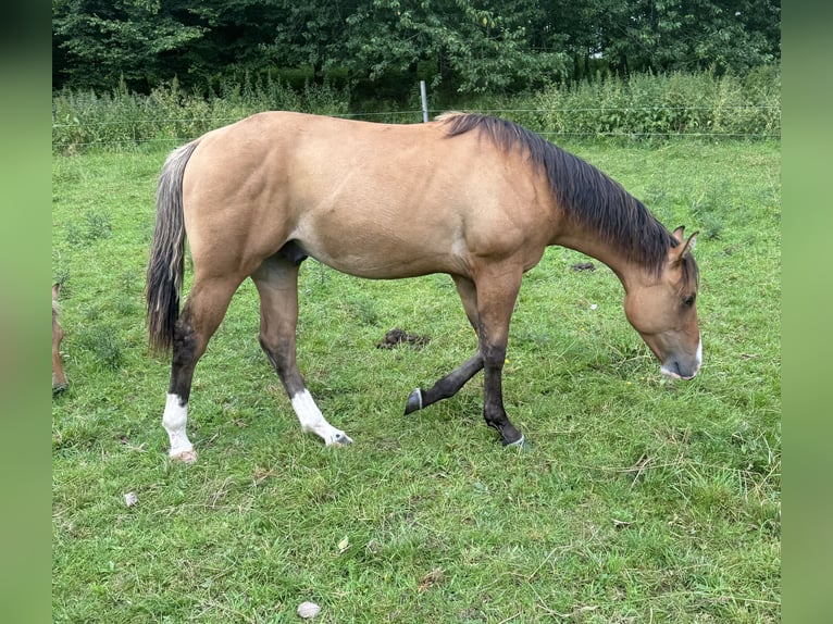 American Quarter Horse Hengst 1 Jaar 150 cm Red Dun in Daleiden