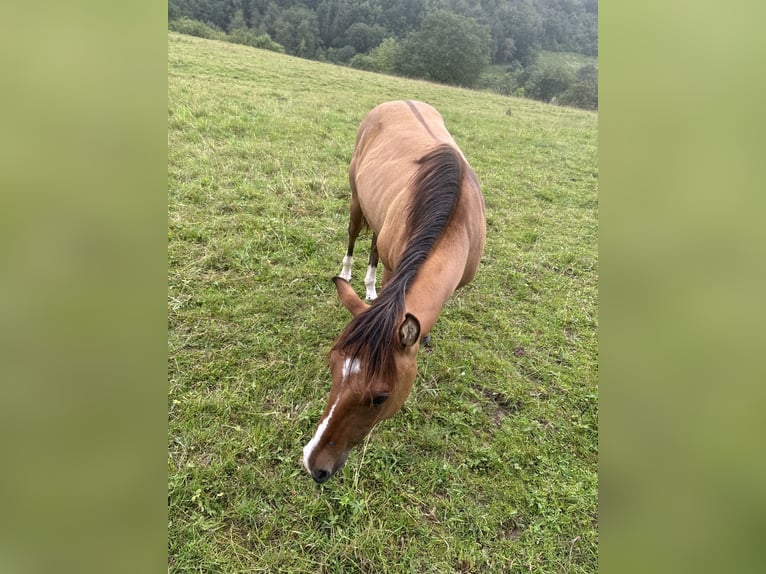 American Quarter Horse Hengst 1 Jaar 150 cm Red Dun in Daleiden