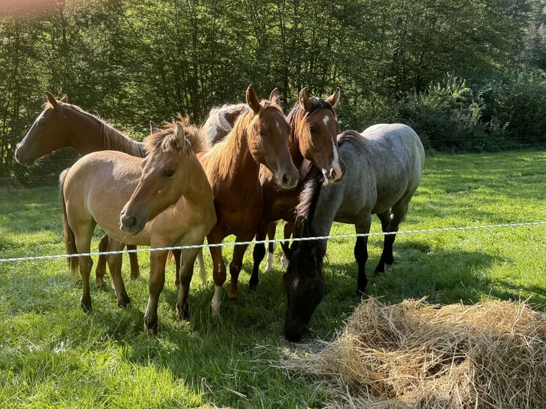 American Quarter Horse Hengst 1 Jaar 150 cm Red Dun in Daleiden