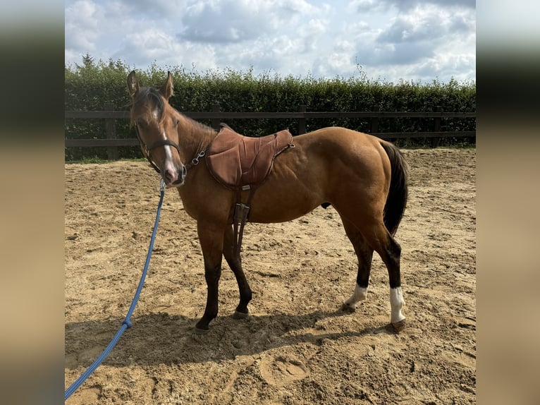 American Quarter Horse Hengst 1 Jaar 150 cm Red Dun in Daleiden