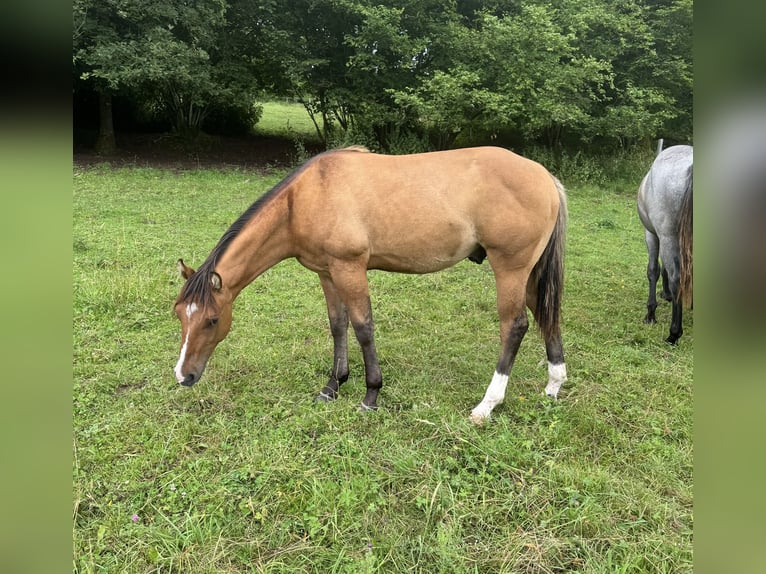 American Quarter Horse Hengst 1 Jaar 150 cm Red Dun in Daleiden