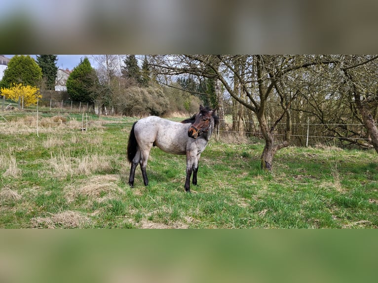 American Quarter Horse Hengst 1 Jaar 150 cm Roan-Bay in Katzweiler