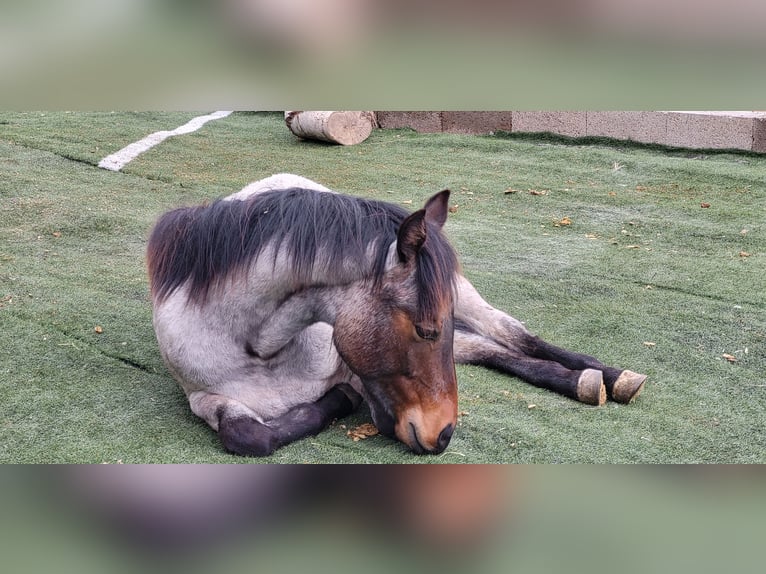 American Quarter Horse Hengst 1 Jaar 150 cm Roan-Bay in Katzweiler
