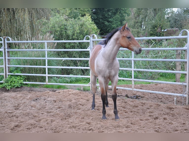 American Quarter Horse Hengst 1 Jaar 150 cm Roan-Bay in Bückeburg Evesen