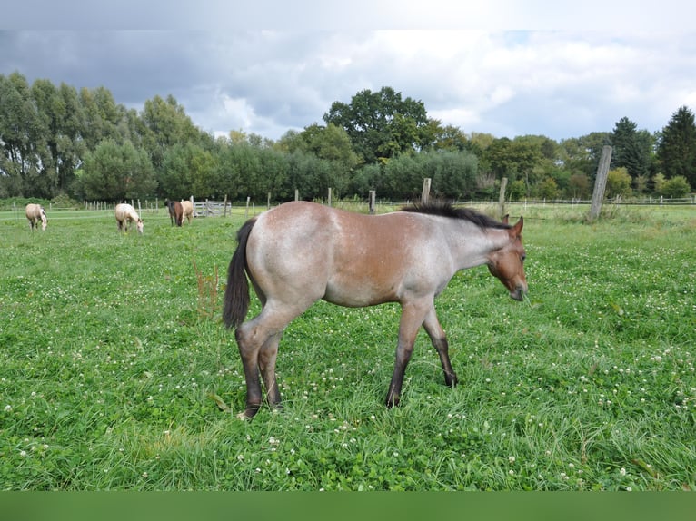 American Quarter Horse Hengst 1 Jaar 150 cm Roan-Bay in Bückeburg Evesen