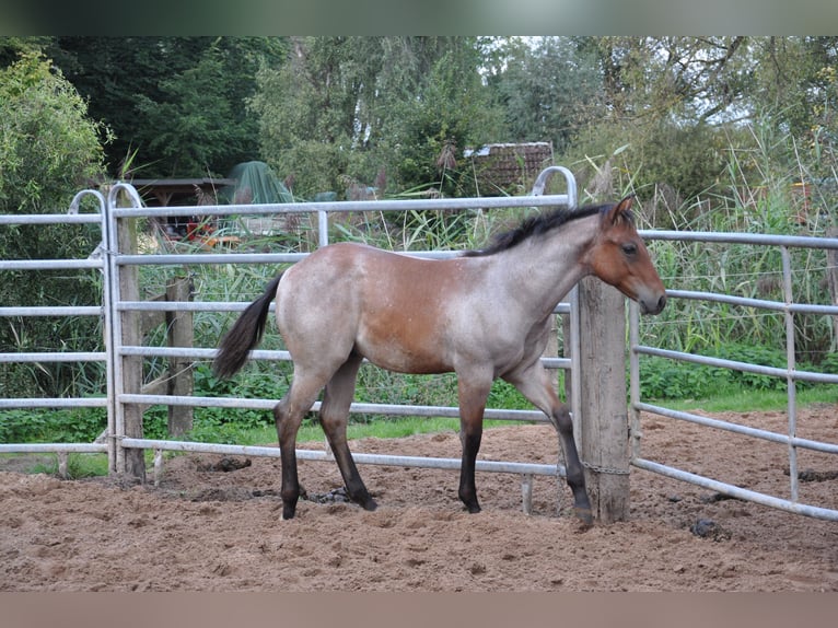 American Quarter Horse Hengst 1 Jaar 150 cm Roan-Bay in Bückeburg Evesen