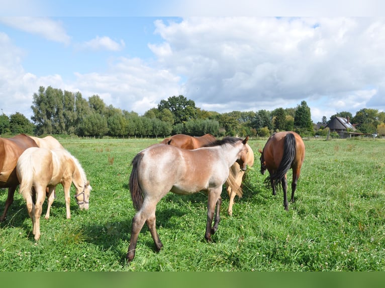 American Quarter Horse Hengst 1 Jaar 150 cm Roan-Bay in Bückeburg Evesen