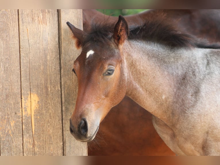 American Quarter Horse Hengst 1 Jaar 150 cm Roan-Bay in Gschwend