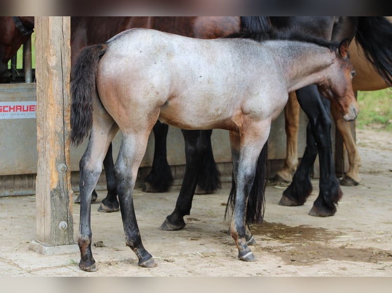 American Quarter Horse Hengst 1 Jaar 150 cm Roan-Bay in Gschwend