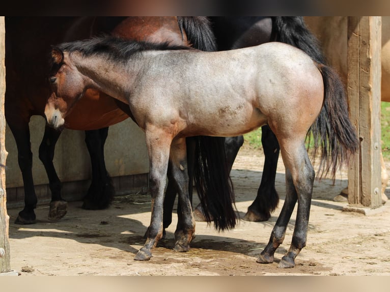 American Quarter Horse Hengst 1 Jaar 150 cm Roan-Bay in Gschwend