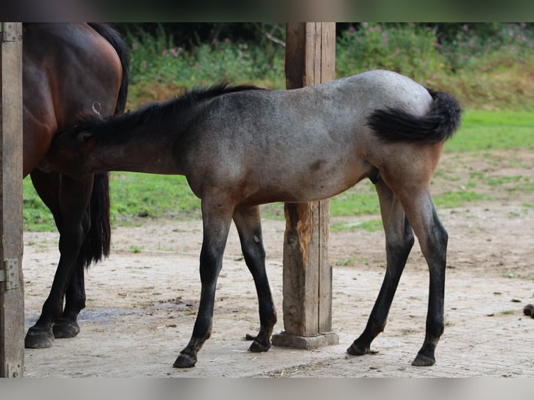 American Quarter Horse Hengst 1 Jaar 150 cm Roan-Bay in Gschwend