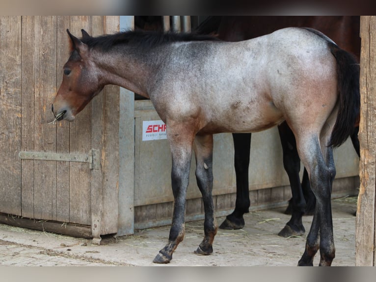 American Quarter Horse Hengst 1 Jaar 150 cm Roan-Bay in Gschwend