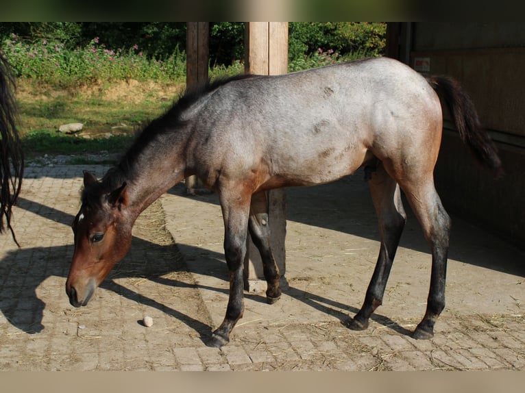 American Quarter Horse Hengst 1 Jaar 150 cm Roan-Bay in Gschwend