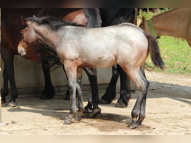 American Quarter Horse Hengst 1 Jaar 150 cm Roan-Bay in Gschwend