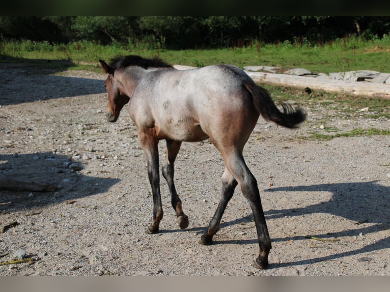 American Quarter Horse Hengst 1 Jaar 150 cm Roan-Bay in Gschwend