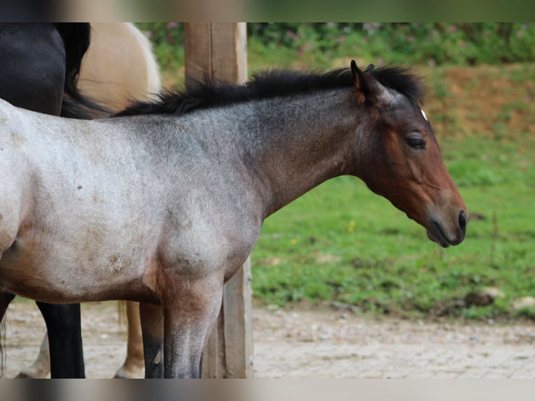 American Quarter Horse Hengst 1 Jaar 150 cm Roan-Bay in Gschwend