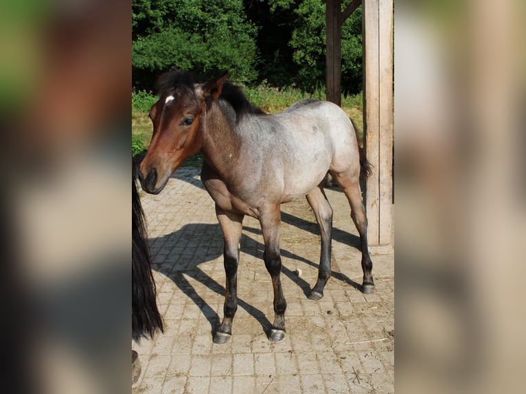 American Quarter Horse Hengst 1 Jaar 150 cm Roan-Bay in Gschwend