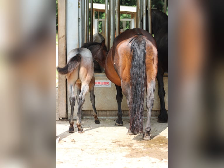 American Quarter Horse Hengst 1 Jaar 150 cm Roan-Bay in Gschwend