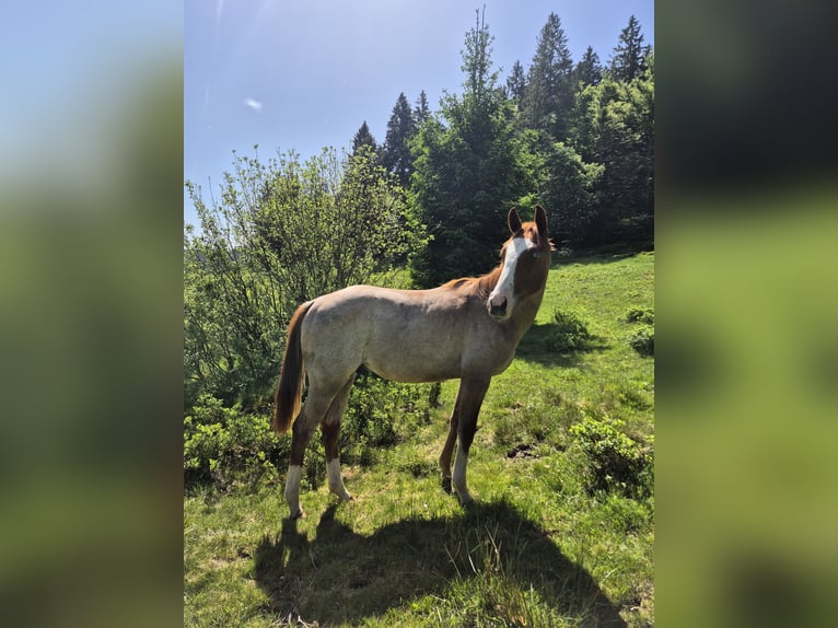 American Quarter Horse Hengst 1 Jaar 150 cm Roan-Red in Steinen