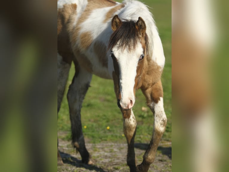 American Quarter Horse Hengst 1 Jaar 150 cm Tobiano-alle-kleuren in Dessel
