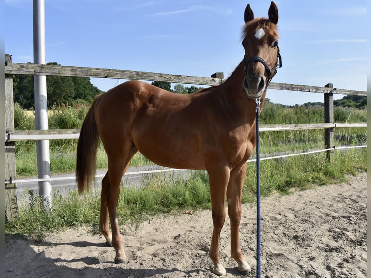 American Quarter Horse Hengst 1 Jaar 150 cm Vos in Melle