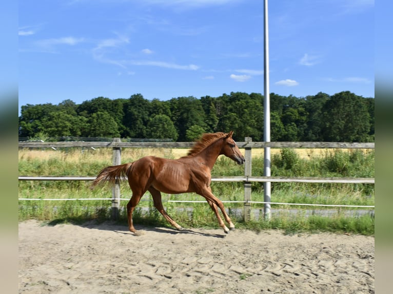 American Quarter Horse Hengst 1 Jaar 150 cm Vos in Melle
