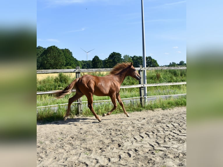 American Quarter Horse Hengst 1 Jaar 150 cm Vos in Melle