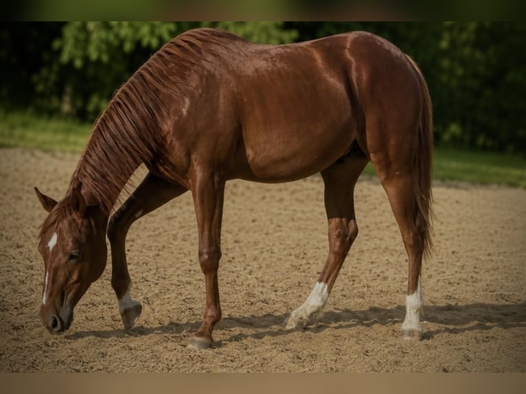 American Quarter Horse Hengst 1 Jaar 150 cm Vos in Duingen