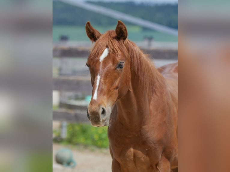 American Quarter Horse Hengst 1 Jaar 150 cm Vos in Duingen