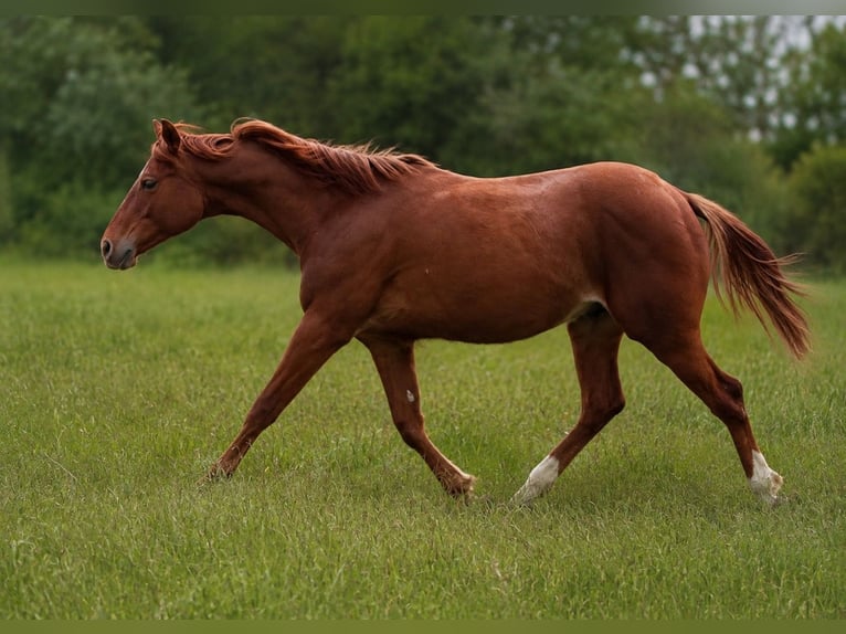 American Quarter Horse Hengst 1 Jaar 150 cm Vos in Duingen