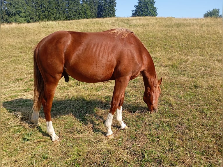 American Quarter Horse Hengst 1 Jaar 150 cm Vos in Bad Kohlgrub