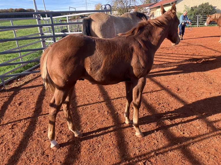 American Quarter Horse Hengst 1 Jaar 150 cm Vos in Gemmingen
