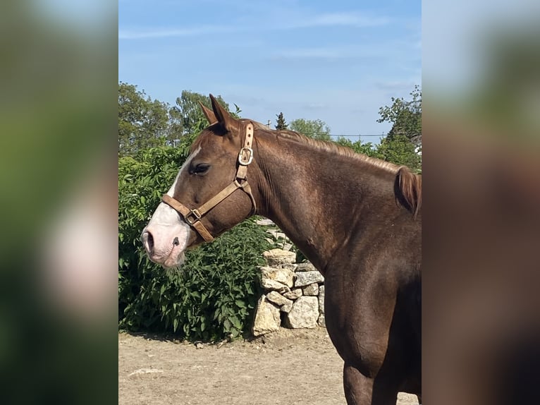 American Quarter Horse Hengst 1 Jaar 150 cm Vos in Mellingen