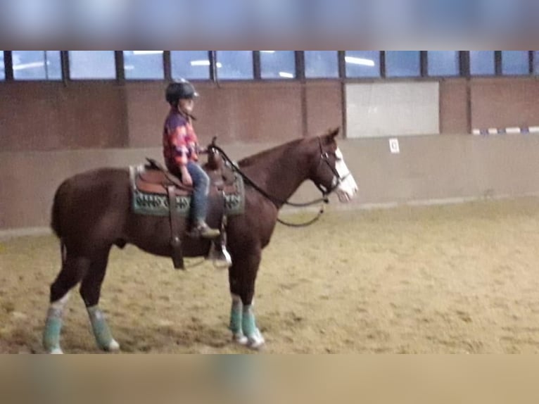 American Quarter Horse Hengst 1 Jaar 150 cm Vos in Mellingen