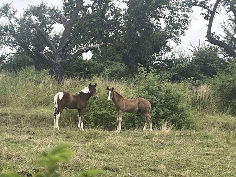 American Quarter Horse Hengst 1 Jaar 150 cm Vos in Mellingen