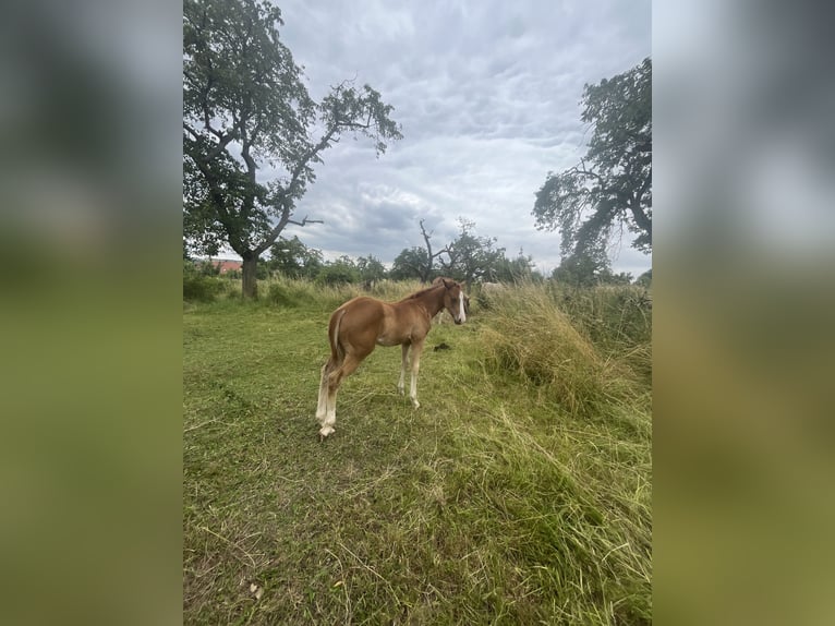 American Quarter Horse Hengst 1 Jaar 150 cm Vos in Mellingen