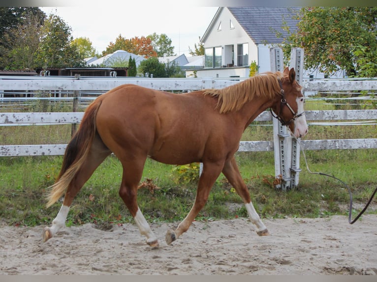 American Quarter Horse Hengst 1 Jaar 150 cm Vos in Celle