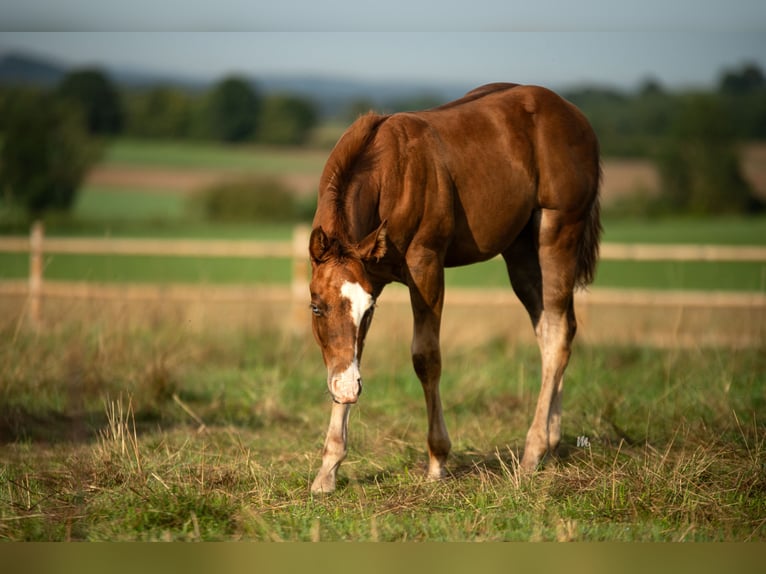 American Quarter Horse Hengst 1 Jaar 150 cm Vos in Kemnath