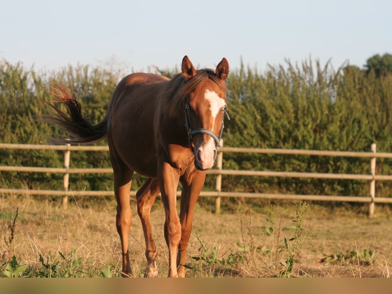 American Quarter Horse Hengst 1 Jaar 150 cm Vos in Kemnath