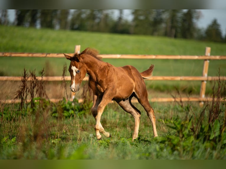 American Quarter Horse Hengst 1 Jaar 150 cm Vos in Kemnath