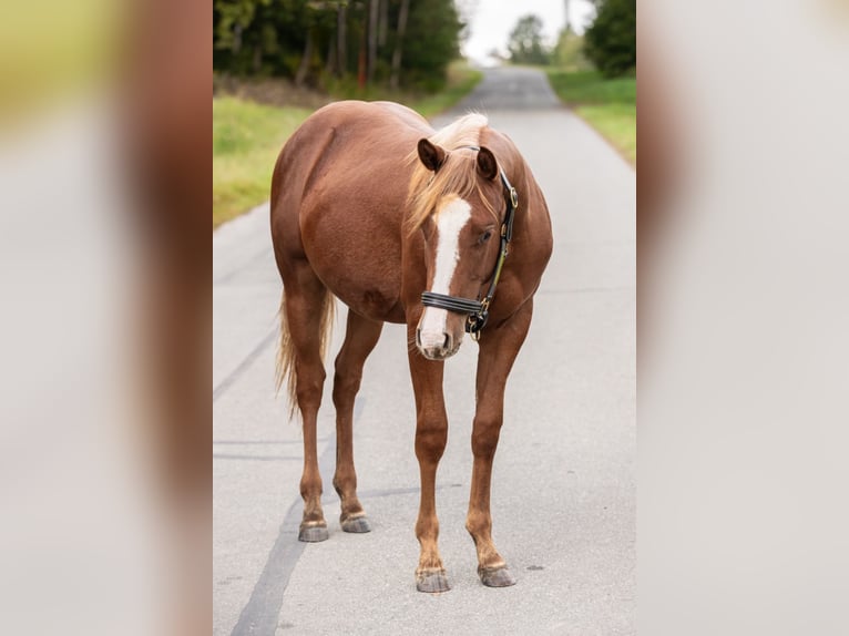 American Quarter Horse Hengst 1 Jaar 150 cm Vos in Irchenrieth