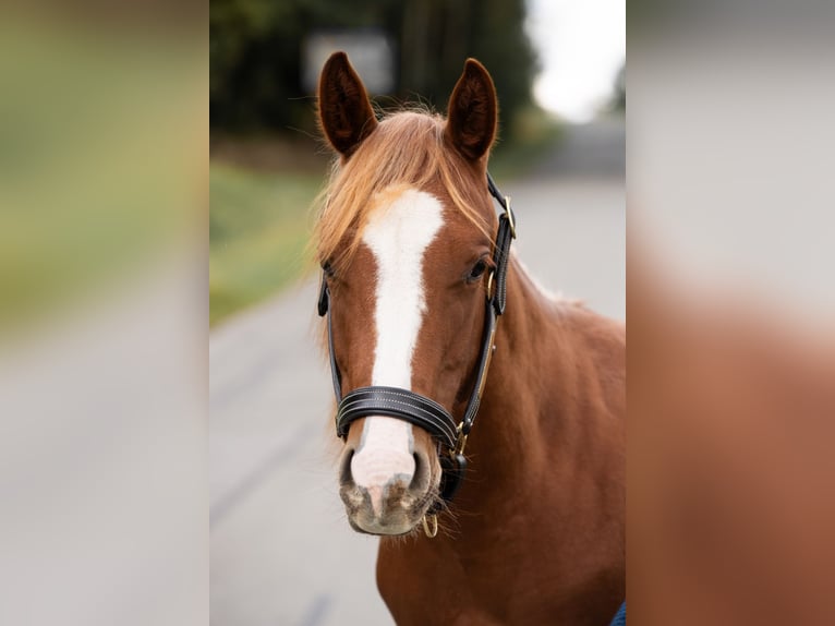 American Quarter Horse Hengst 1 Jaar 150 cm Vos in Irchenrieth