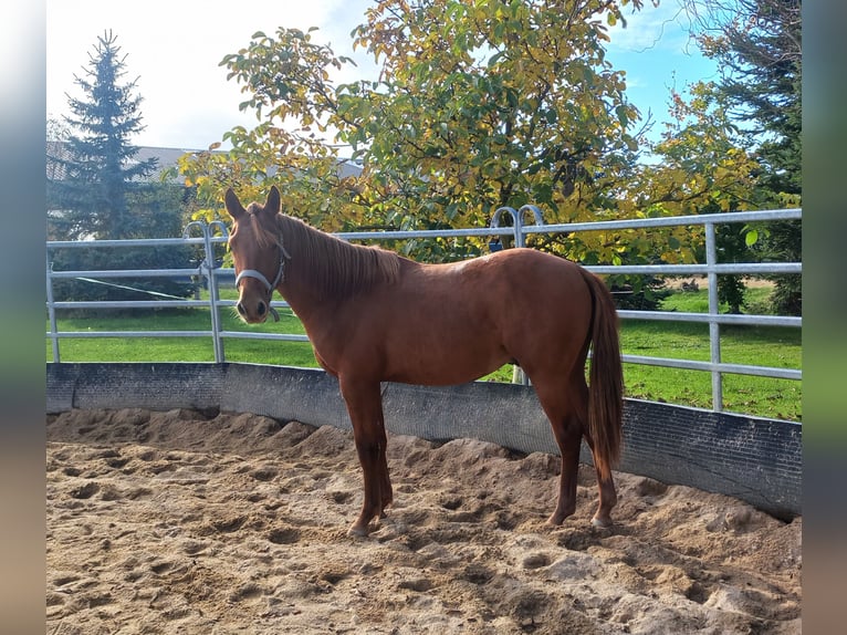 American Quarter Horse Hengst 1 Jaar 150 cm Vos in Harth-Pöllnitz