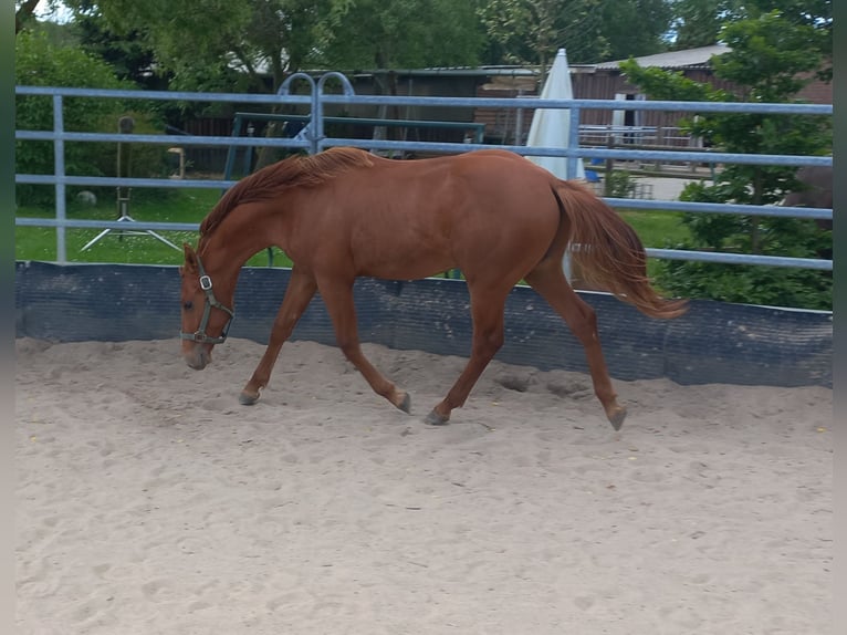 American Quarter Horse Hengst 1 Jaar 150 cm Vos in Harth-Pöllnitz