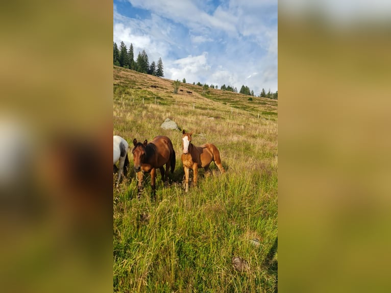 American Quarter Horse Hengst 1 Jaar 150 cm Vos in Steinen